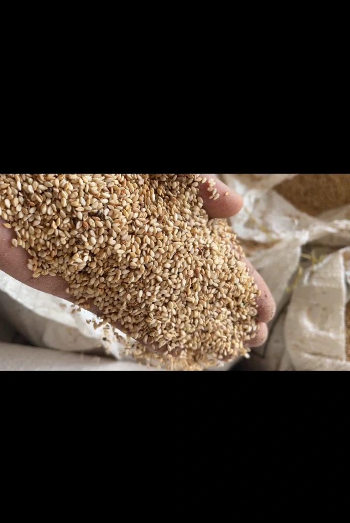 sesame-seeds-export-quality.jpg